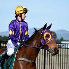 Shari Jamie rides the well-performed Boots 'N' All at Riccarton Park racecourse in Christchurch...