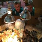 Five-year-old twins Lucas and Harry Reid check out the 1-day-old chicks for sale at the Ashburton...