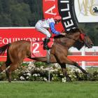 A Melbourne campaign is on the line for Canterbury-trained Savvy Coup who contests the Livamol...