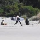A surfer harasses sea lions at Allans Beach in September. Photo: Supplied 