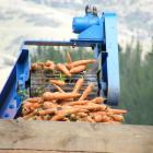 Carrots are mechanically harvested in a paddock in Ettrick. Photo: Yvonne O'Hara