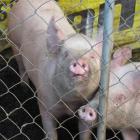 Pigs will replace cattle at this year’s Wyndham A&amp;P Show on December 1. Photo: Yvonne O'Hara