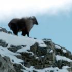 Tahr living in the South Canterbury high country are  likely to be living  a quieter life once...