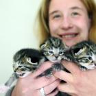 Kitten fosterer Jess Cripps says getting cats of her own gave her the impetus to start looking...