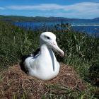 An albatross nurses an egg at Taiaroa Head yesterday. PHOTO: JIM WATTS (DOC)
