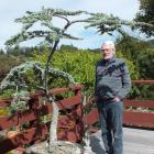 Brian Tidmarsh by the blue cedar that landed him in hospital. Photos: Gillian Vine 