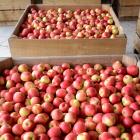 The horticulture sector was down 4.3% in October, undermined by apple prices, which fell 15.2%. ...