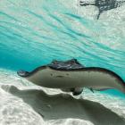 Deaths from stingray attacks remain extremely rare. Photo: Getty Images 