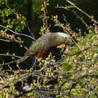 The wild kaka on an Otatara property in Invercargill last week. Photo: Nobby Clark