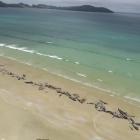 As many as 140 dead pilot whales on Mason Bay, Stewart Island yesterday. PHOTO: SUPPLIED
