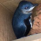 After evading police a few hours earlier, a little  penguin is ready to be released back into ...