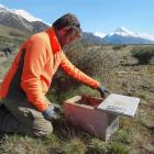 Twizel-based Department of Conservation predator-control ranger Glen Currall inspects a trap near...