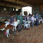 Children at the Youth Calf Handling line up their calves at the end of the day after learning not just how to lead them, but also about show ring etiquette.