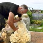 Aaron Robinson works from his mobile shearing trailer in Shiel Hill, in Dunedin. Photo: Stephen...