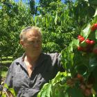 Fruit grower Mark Jackson tends to his crops. Photo: Adam Burns