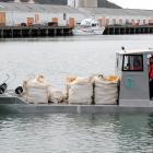 Southern Clams can begin harvesting in Otago Harbour again; pictured is purpose-built barge Tuaki...