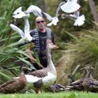 Ducks and other birds living in Dunedin's Woodhaugh Gardens are being killed by dogs, and...
