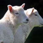 A large increase is expected in lambs to be processed this year. Photo: Stephen Jaquiery.