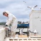 Installing spikes on the roof of Countdown Oamaru is Woolworths New Zealand regional maintenance...