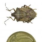 The brown marmorated stink bug. 