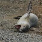 A leopard seal yawns in Oamaru Harbour yesterday. Photo: Hamish MacLean