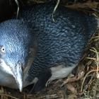 It is the second time  being a parent for this penguin at the Oamaru Blue Penguin Colony. Photos:...