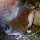 Two little blue penguin chicks relax in their box at Pilots Beach. Photo: Supplied
