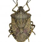 A stinkbug. Photo: File