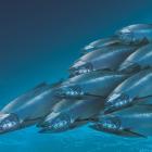 Salmon at a fish farm. Photo: Supplied