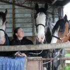 Rebecca Stewart gets her beloved Clydesdale horses out of the rain last week. Photo: Ella Stokes