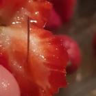 NSW mother Chantal Faugeras posted these pictures of strawberries with needles in them to...
