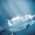 New Zealand King Salmon Investments is targeting more than half its future salmon production for...