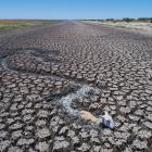 Dead and dying kangaroos, goats and sheep have become stuck in drying mud in the drainage canal...