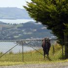 A Highcliff Rd property has sold, despite a rustic caution. Photo: Stephen Jaquiery