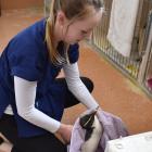 Veterinary nurse Emily Brewer gives a Fiordland crested penguin a check-up at the Dunedin...