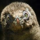 A yellow-eyed penguin chick recovers from starvation at Penguin Place in Dunedin. Photo: Stephen...