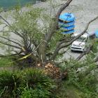 A large willow tree lies where it fell at the Shotover Jet base in Queenstown on Tuesday during...