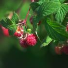 Close-up of ripe raspberries ready to be picked. Stock Image. Photo: Getty Images