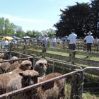 This year's Black and Coloured Sheep Breeders' Association of New Zealand national sale will...