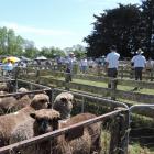 This year's Black and Coloured Sheep Breeders' Association of New Zealand national sale will...
