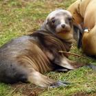 A 3-week-old sea lion wakes up after a long nap next to its mother in an Otago Peninsula forest....