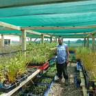 Oraka Aparima Runaka member Jade Maguire in his nursery with plants which he believes will...