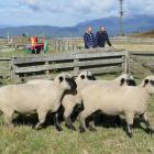 Georgina Priergarrd-Petersen and Geoff Macfarlane survey a pen of two-tooth Hampshire rams at...