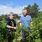 Blue Willow Blueberries co-owners Noreen and Eric Johnson walk among blueberry plants on their...