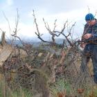 Quartz Reef co-owner Rudi Bauer prunes a vine, believed to have been planted in the late 1880s by...