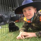 Jordy Cameron (8), of Wanaka, introduces himself to a puppy on display at the Central Otago A&amp...