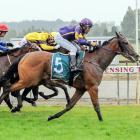 The Lance Robinson-trained Air Max, seen here winning the Gore Guineas last month, will start...