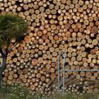 Exporters coming off record highs need to see there is diminishing demand for logs. Pictured,...
