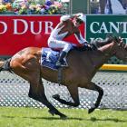 Casaquinman and rider Dylan Turner will seek more success at Riccarton racecourse tomorrow.PHOTO:...