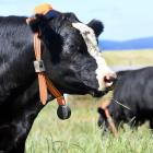 An Angus steer adjusts to a new accessory. Photos: Stephen Jaquiery